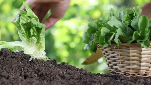 Händer plocka sallad med korg, växt i grönsaksträdgården, närbild — Stockvideo