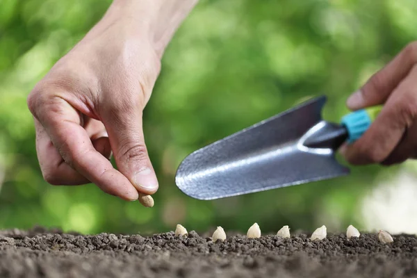 Hand sowing seeds in the vegetable garden soil, close up with to — Stock Photo, Image
