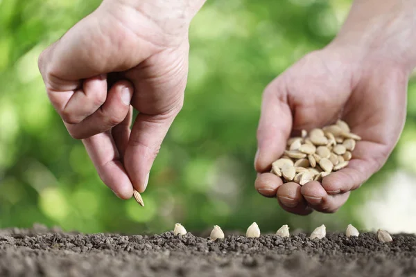 Hands sowing seeds in the vegetable garden soil, close up on gre — Stock Photo, Image