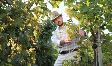 Şarap hasat çalışan beyaz üzüm üzüm kesme