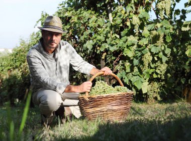 Şarap hasat işçi ile dolu sepet üzüm demet