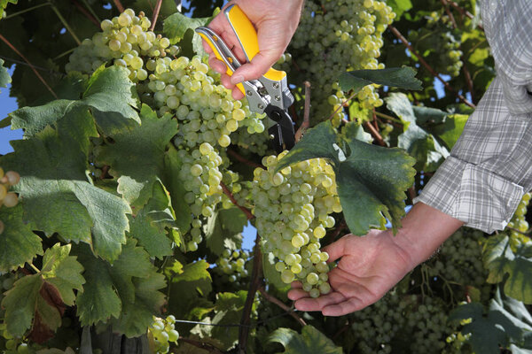 wine harvest hands cutting white grapes from vines close up