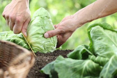 Sebze bahçesinde bir lahana toplama el yakın çekim