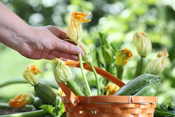 Händer plockar zucchini blommor med korg i köksträdgård, — Stockfoto