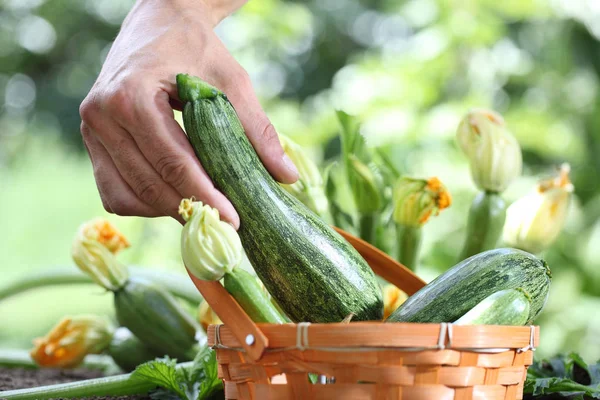 Ruce, výdej cuketa s košíkem v zeleninové zahradě, zblízka — Stock fotografie