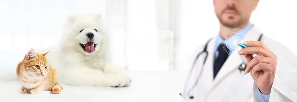 Ветеринарный врач сенсорный экран с ручкой собака и кошка на белом пляже — стоковое фото