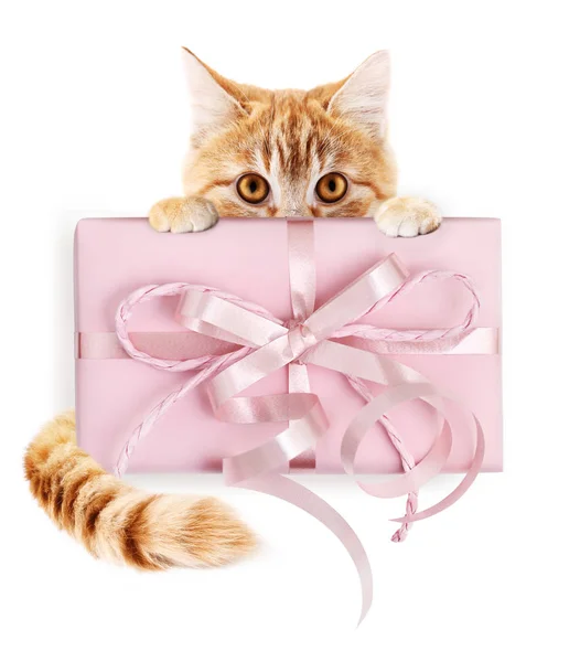 Ingwer Katze und Geschenkverpackung mit rosa Schleife, isoliert auf wh — Stockfoto