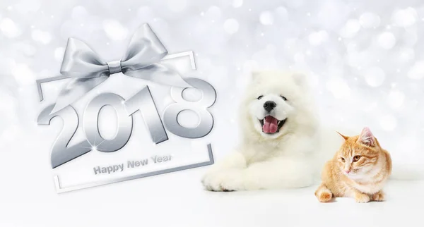 Koncepcja szczęśliwego nowego roku zwierząt, kotów i psów z pudełko frame — Zdjęcie stockowe