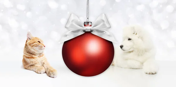 Animales tema de Navidad, gato y perro con bola roja y plata sa — Foto de Stock