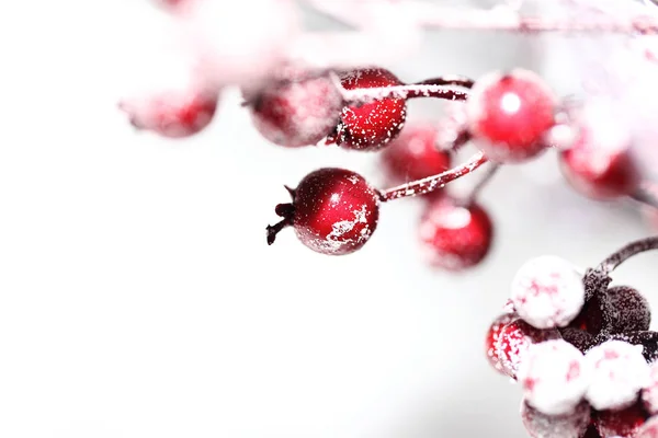 Kerst Hulst berry geïsoleerde close up — Stockfoto