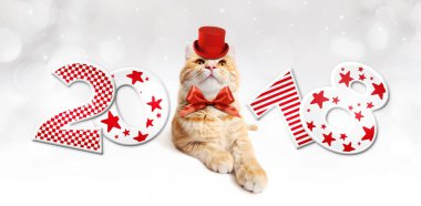 Metin 2018 ile Noel sihirli zencefil kedi kırmızı şapka ile