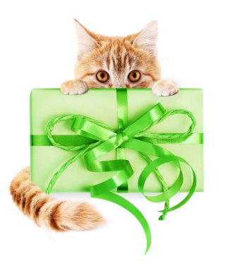 Yeşil şerit yay, izole zencefil kedi ve hediye paketi 