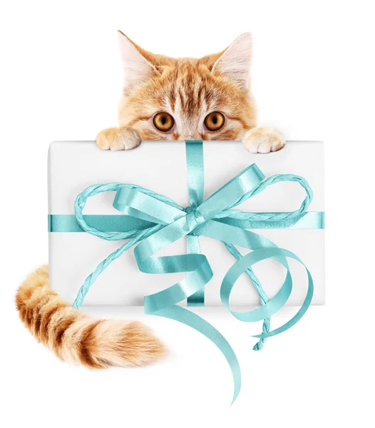 Jengibre gato y regalo paquete con lazo de cinta azul, aislado — Foto de Stock