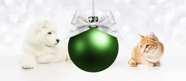 Perro y gato con bola verde navidad sobre fondo blanco — Foto de Stock
