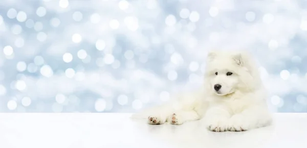 Perro mascota aislado en Navidad borrosa luces fondo, plantilla — Foto de Stock
