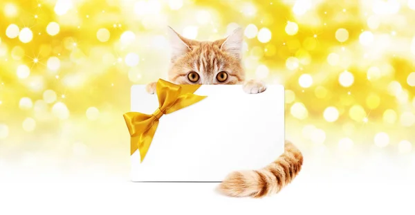Jengibre gato y tarjeta de regalo con lazo de cinta dorada aislado en chri — Foto de Stock