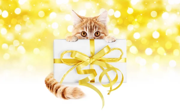 Regalo de jengibre gato y caja con lazo de cinta dorada aislado — Foto de Stock