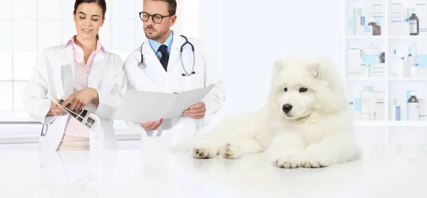 Hond veterinaire onderzoek dierenartsen advies de examens en pr — Stockfoto