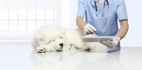 Veterinärundersökning sjuk hund och använder digital surfplatta, på veterinär — Stockfoto