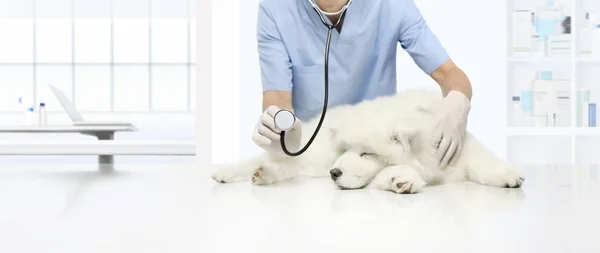 De zieke hond veterinair onderzoek op tafel in dierenarts kliniek, weergegeven: — Stockfoto