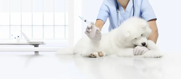 Exame veterinário cão animado, mão com seringa na mesa em — Fotografia de Stock