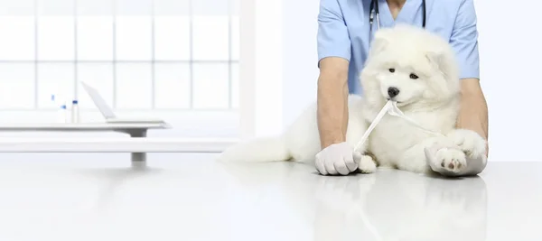 Exame veterinário playfull cão com bandagem de gaze, veterina — Fotografia de Stock