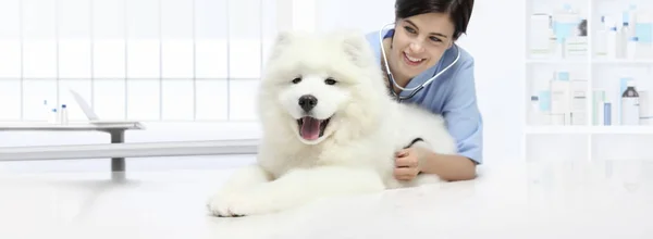 Diergeneeskundig onderzoek hond dierenarts glimlachend met de stethoscoop — Stockfoto