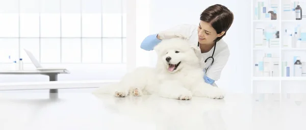 Veterinärundersökning hund veterinär kontrollerar öronen hund på t — Stockfoto