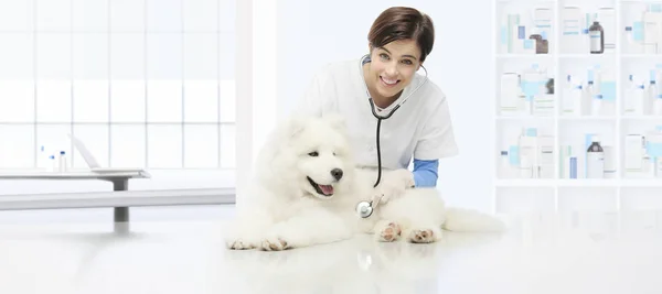 Veterinärundersökning hund, leende veterinär med stethoscop — Stockfoto
