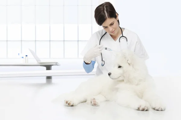 Diergeneeskundig onderzoek hond, vaccin injectie, dierenarts hand — Stockfoto