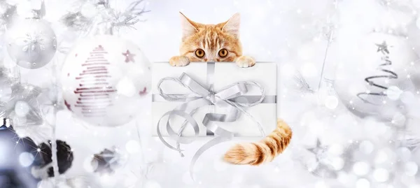 Regalo de jengibre gato y caja con lazo de cinta de plata en Cristo — Foto de Stock