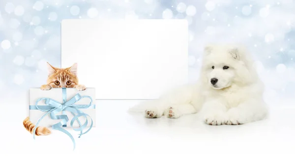 Tarjeta de regalo, perro y gato con paquete en luces de Navidad backgrou — Foto de Stock