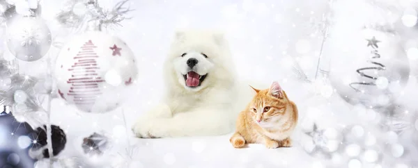 Perro y gato en bolas de Navidad luces brillantes de fondo — Foto de Stock