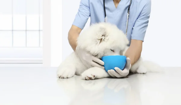 Kliniskt testade produkter veterinärundersökning hund, med kibb — Stockfoto
