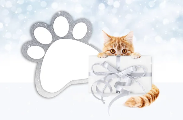 Gato mascota divertida mostrando una caja de regalo con lazo de cinta de plata y pata — Foto de Stock