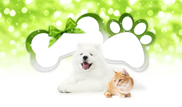 funny pets cat and dog  together with bone and paw imprint shape