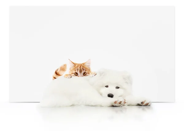 Letrero de la tienda de mascotas con gato y perro juntos en el fondo blanco — Foto de Stock
