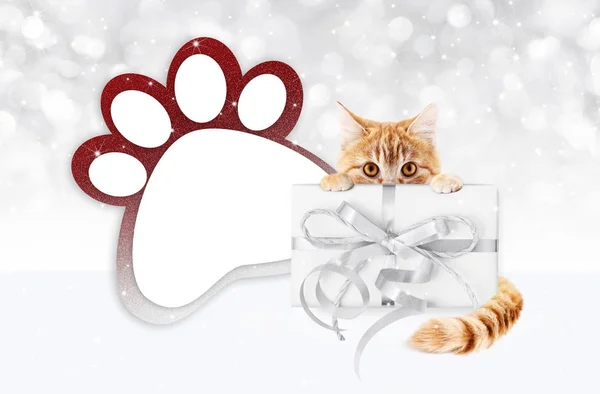 Gato mascota divertida mostrando una caja de regalo con lazo de cinta de plata y pata — Foto de Stock