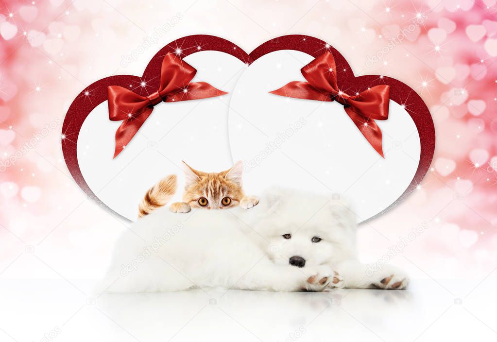 valentine gift card or pets store signboard with cat and dog tog