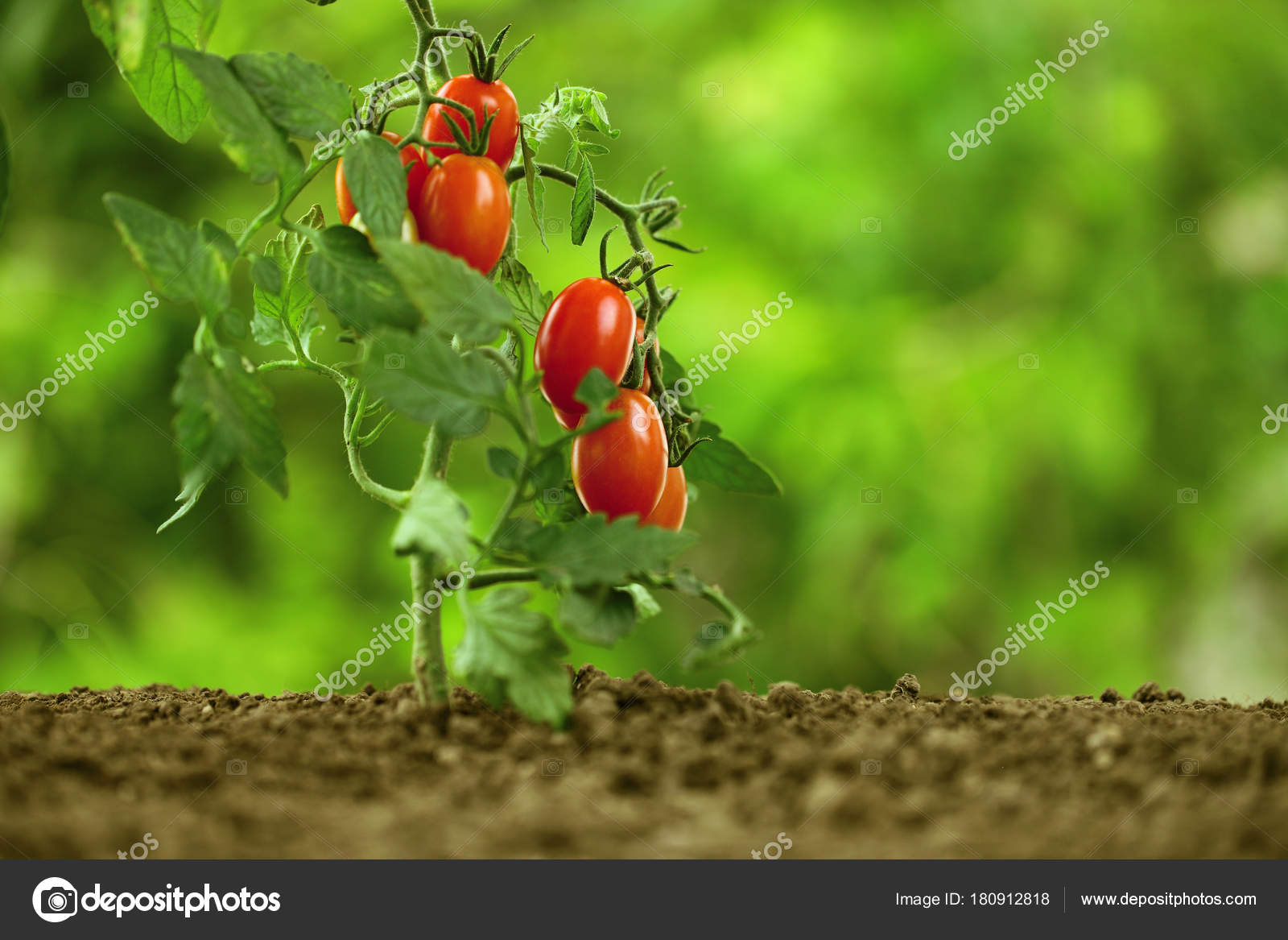 на грядке выросли помидоры. томат джелимбер. на грядке выросли помидоры. томат арлекин f1. на грядке выросли помидоры.