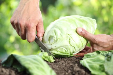 Sebze bahçesinde bir lahana toplama el yakın çekim