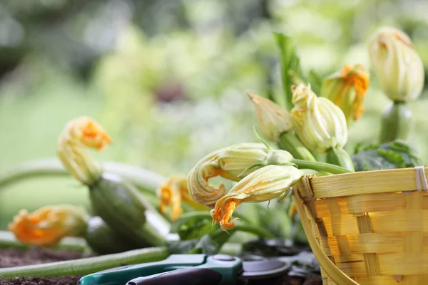 Zucchini flowers in basket in vegetable garden, close up — Stock Photo, Image