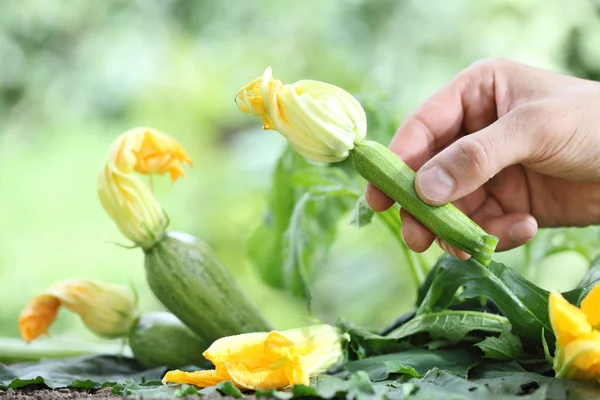 Tangan memetik bunga zucchini di kebun sayuran, menutup — Stok Foto