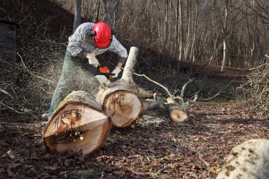 Testere kesim büyük ağaç sırasında sonbahar wea kullanarak oduncu