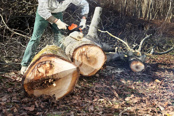 Madera aserrada usando motosierra cortando grandes árboles durante el otoño — Foto de Stock