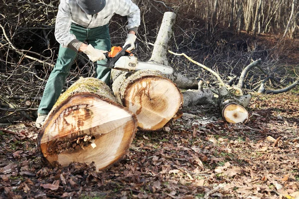 Madera aserrada usando motosierra cortando grandes árboles durante el otoño — Foto de Stock