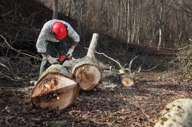 Testere kesim büyük ağaç sırasında sonbahar wea kullanarak oduncu
