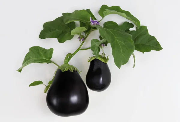 Ver arriba berenjenas alimentarias con flores y hojas aisladas en blanco —  Fotos de Stock