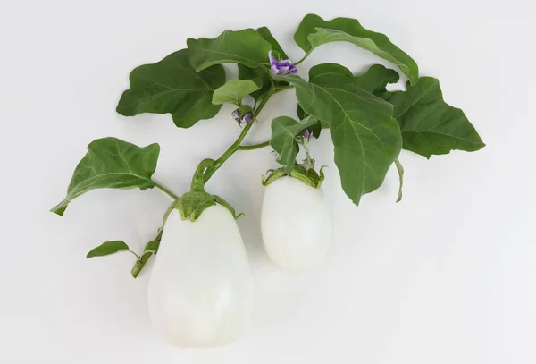 Vista superior alimentos berinjelas brancas com flores e folhas isoladas em — Fotografia de Stock