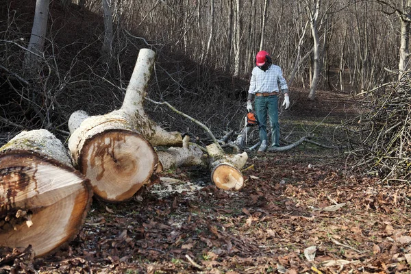 Madera aserrada usando motosierra cortando grandes árboles durante el otoño wea — Foto de Stock